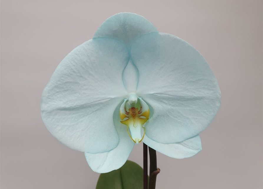 Phalaenopsis Singolo Aquarello