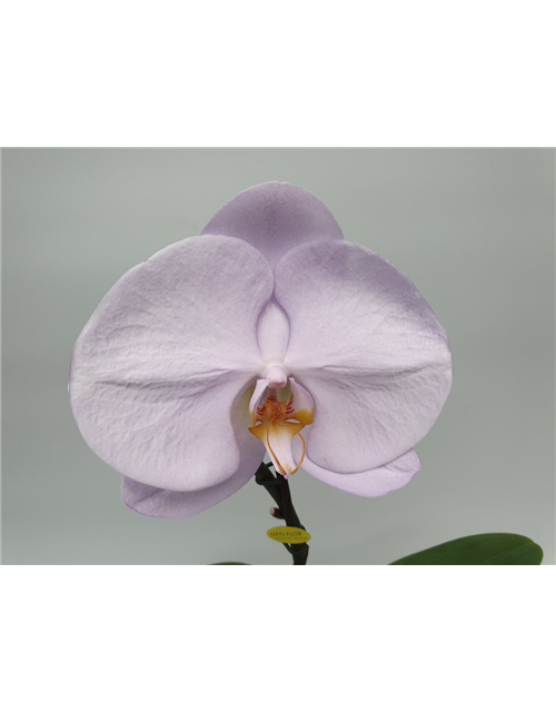 Phalaenopsis Singolo Aquarello 1-R T9