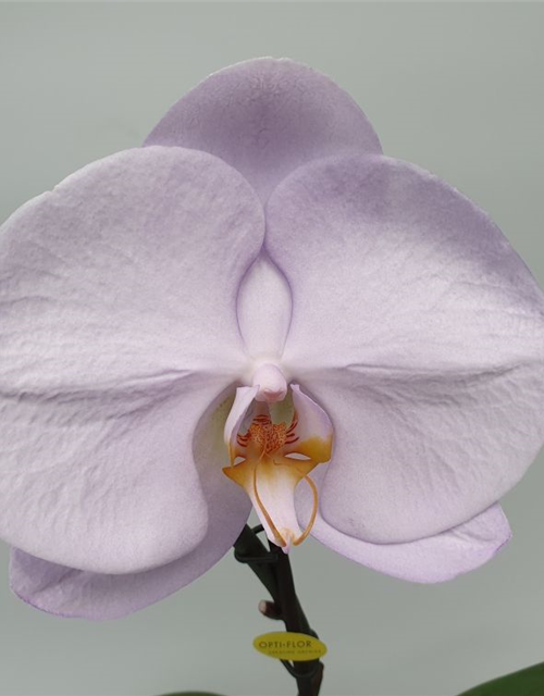 Phalaenopsis Singolo Aquarello