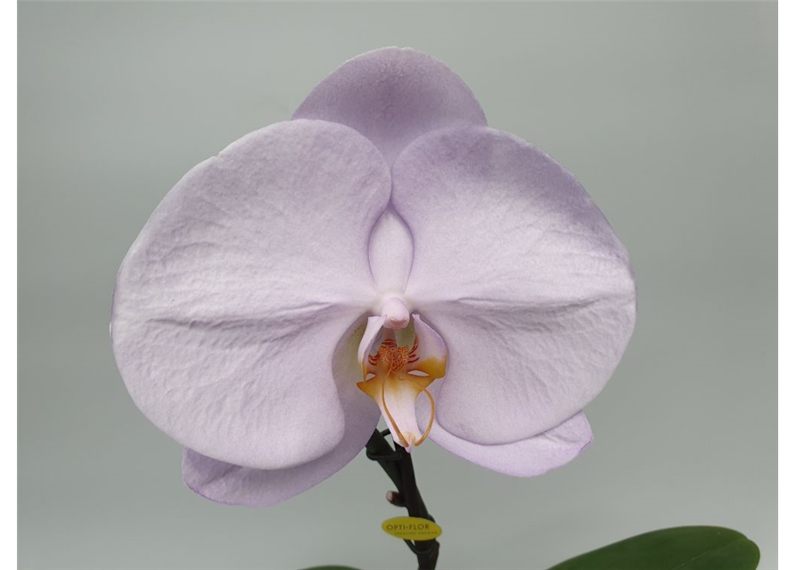 Phalaenopsis Singolo Aquarello 1-R T9