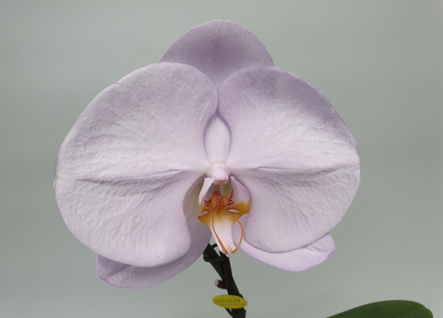 Phalaenopsis Singolo Aquarello