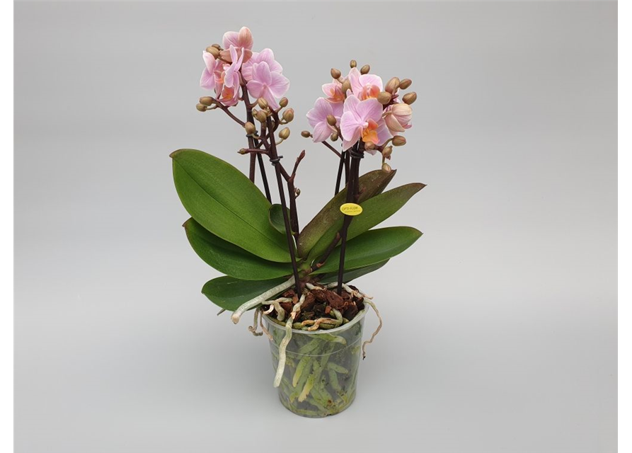 Phalaenopsis Boquetto Romantico 5-R T12