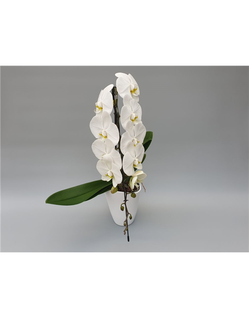 Phalaenopsis Formidablo 1-R T12 m. Topf