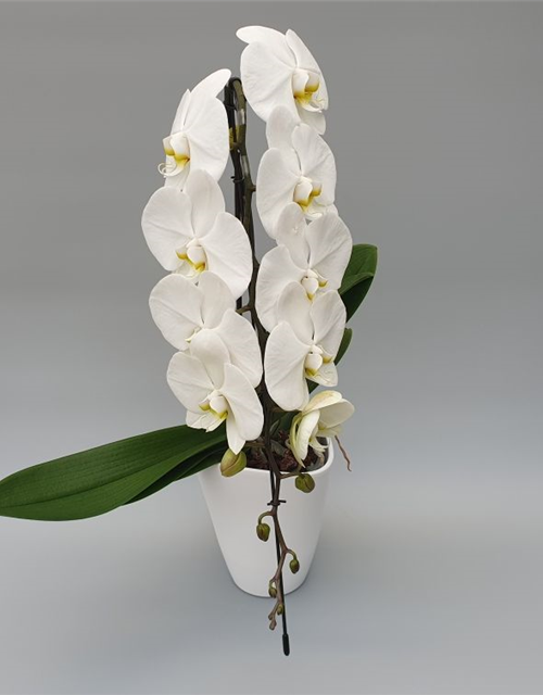 Phalaenopsis-Hybriden Optiflor Formidable