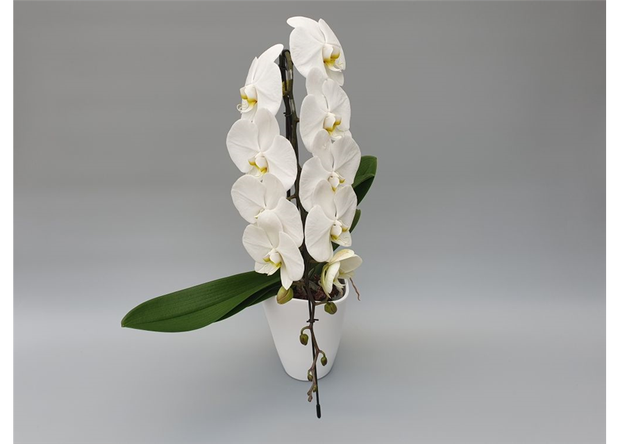 Phalaenopsis Formidablo 1-R T12 m. Topf