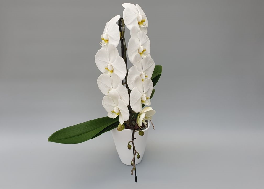 Phalaenopsis-Hybriden Optiflor Formidable