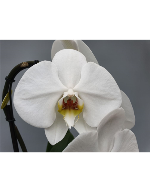 Phalaenopsis Formidablo 1-R T12 m. Topf