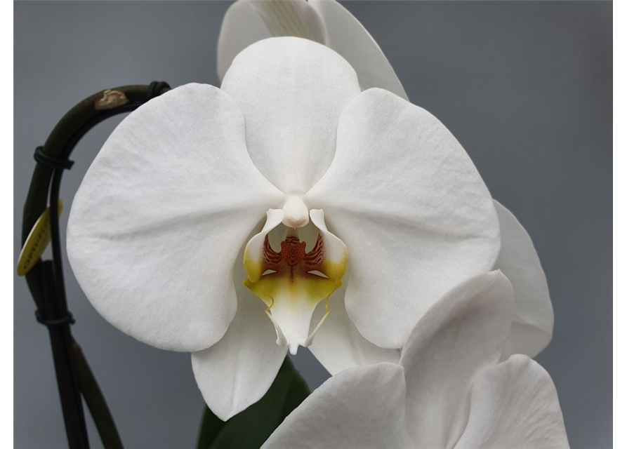 Phalaenopsis Formidablo 1-R T12 m. Topf