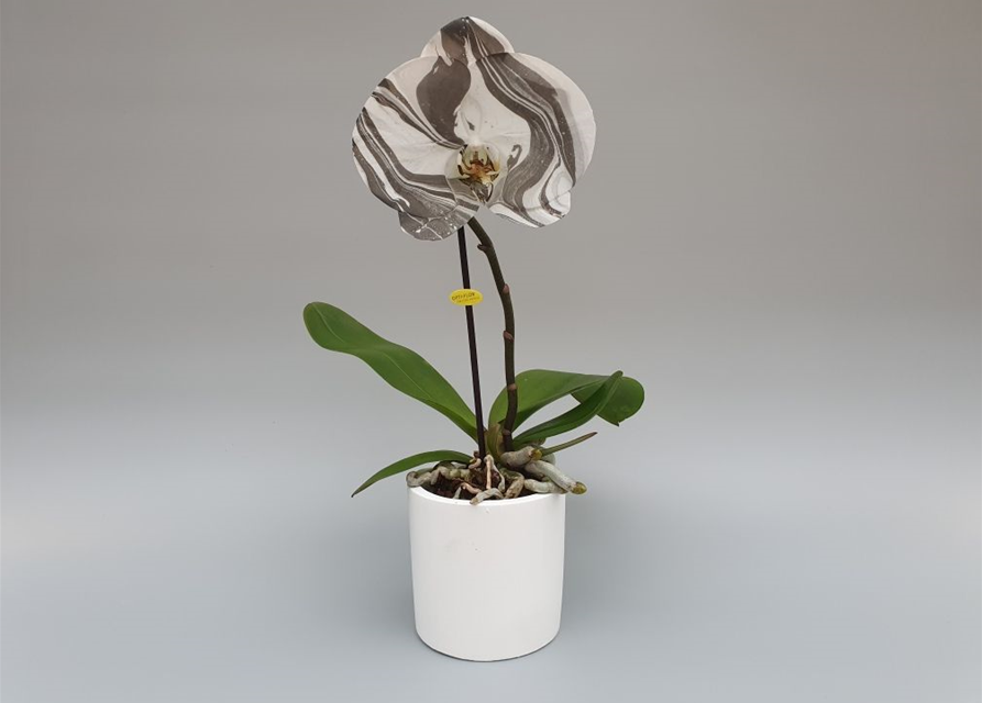 Phalaenopsis Optiflor Singolo Arto