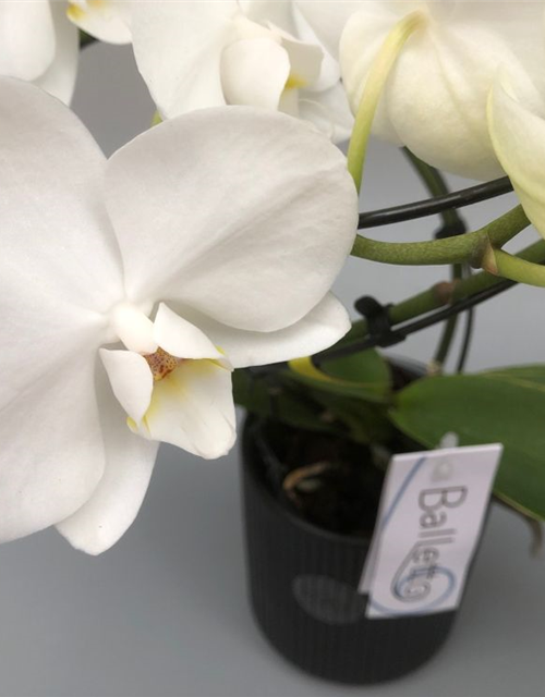 Phalaenopsis Optiflor Balletto