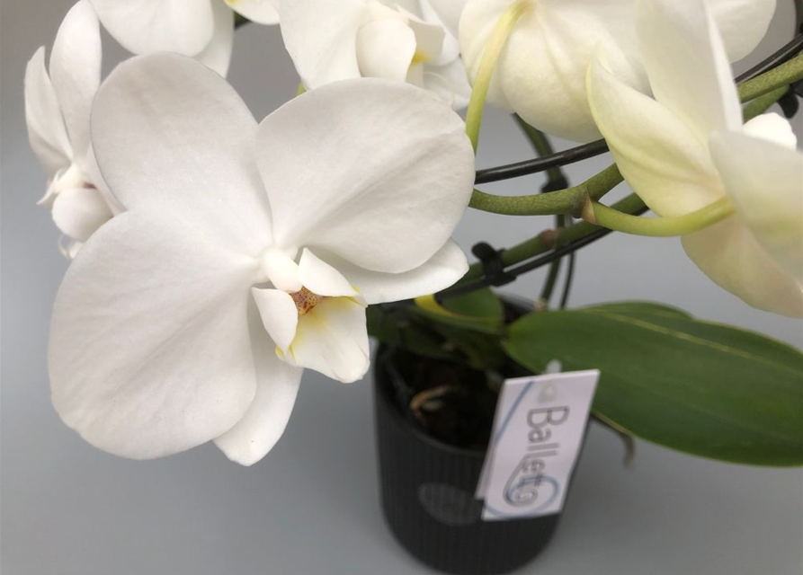 Phalaenopsis Optiflor Balletto