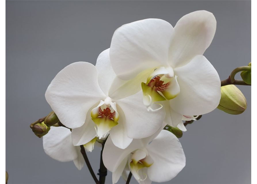 Phalaenopsis Hybriden