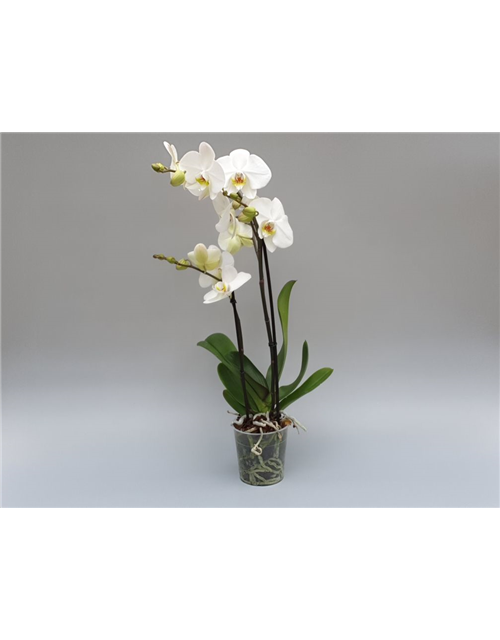 Phalaenopsis Hybriden