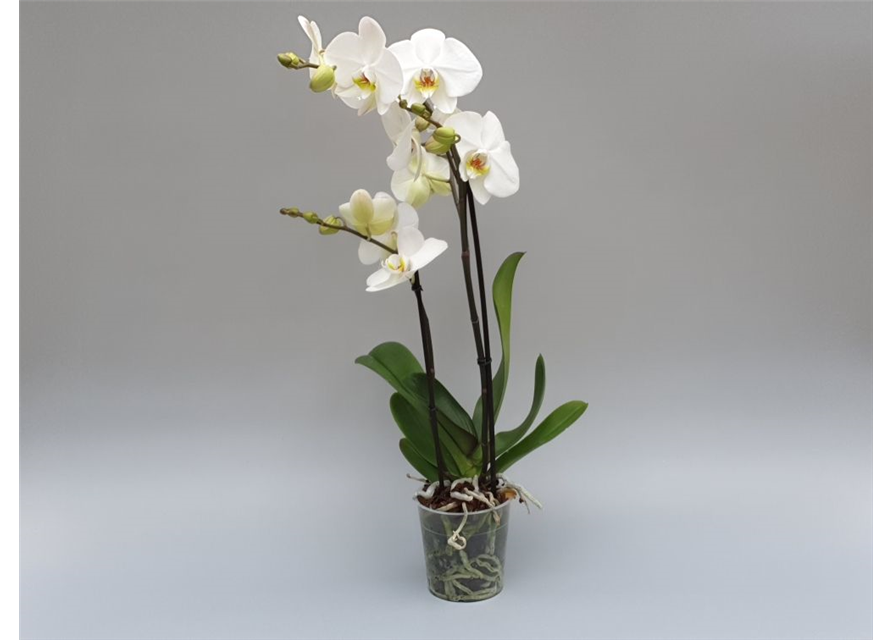 Phalaenopsis Hybriden