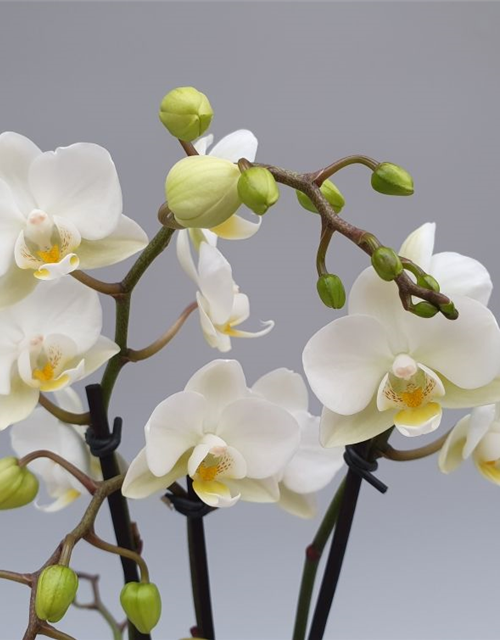 Phalaenopsis Hybriden Midi