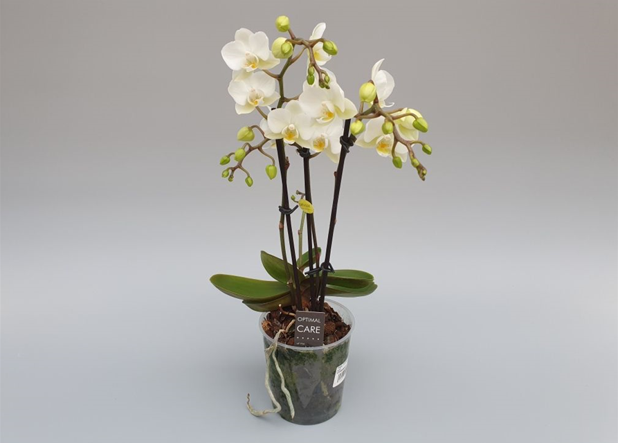 Phalaenopsis Hybriden Midi