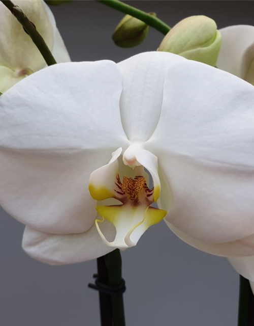 Phalaenopsis Optiflor Bijoux Giant