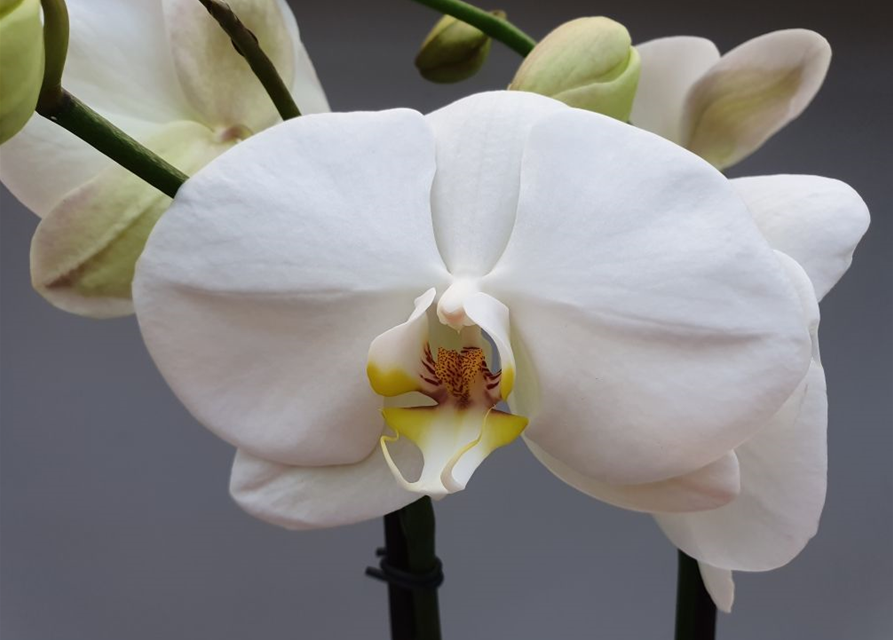 Phalaenopsis Optiflor Bijoux Giant