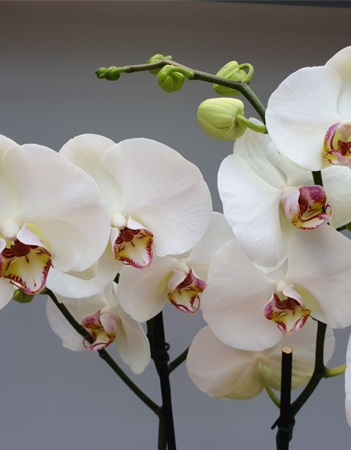 Phalaenopsis Optiflor Bijoux Peach