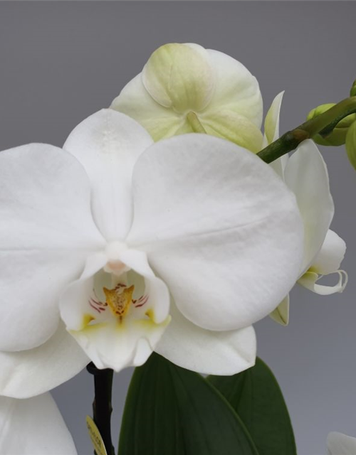 Phalaenopsis Optiflor Mymonro Blondy