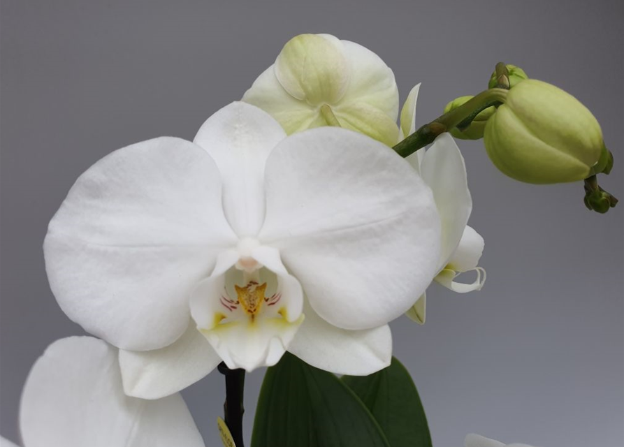 Phalaenopsis Optiflor Mymonro Blondy