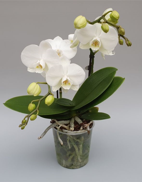 Phalaenopsis Optiflor Mymonro Blondy