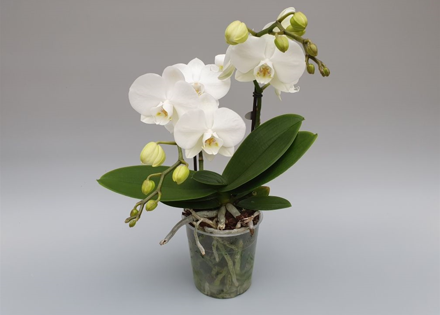 Phalaenopsis Optiflor Mymonro Blondy