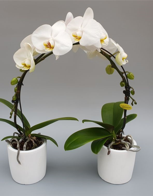 Phalaenopsis Optiflor Ponto