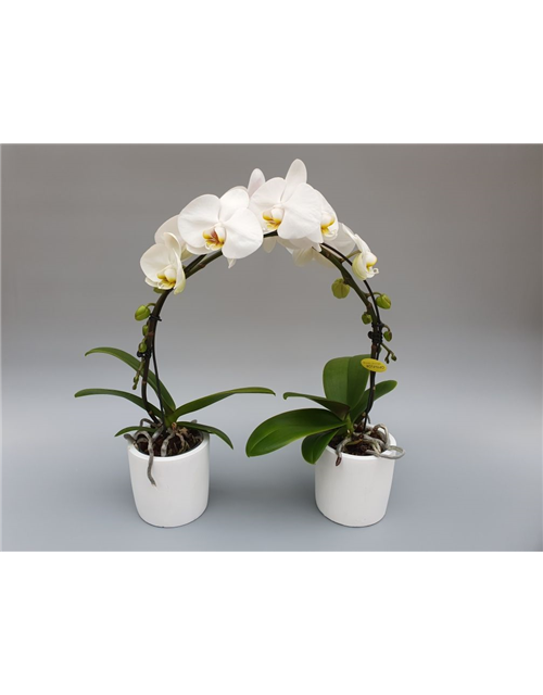 Phalaenopsis Ponto Rialto 2-R T9 m. Topf