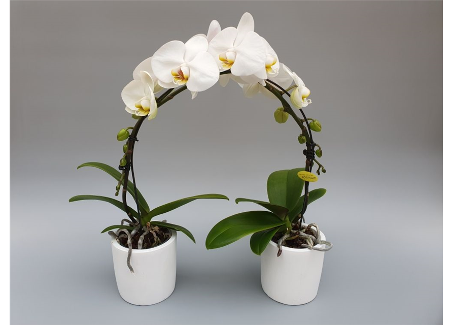 Phalaenopsis Ponto Rialto 2-R T9 m. Topf