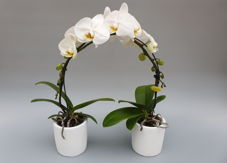 Phalaenopsis Optiflor Ponto