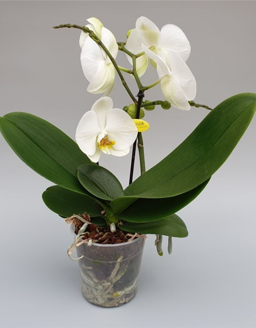 Phalaenopsis Optiflor Tablo