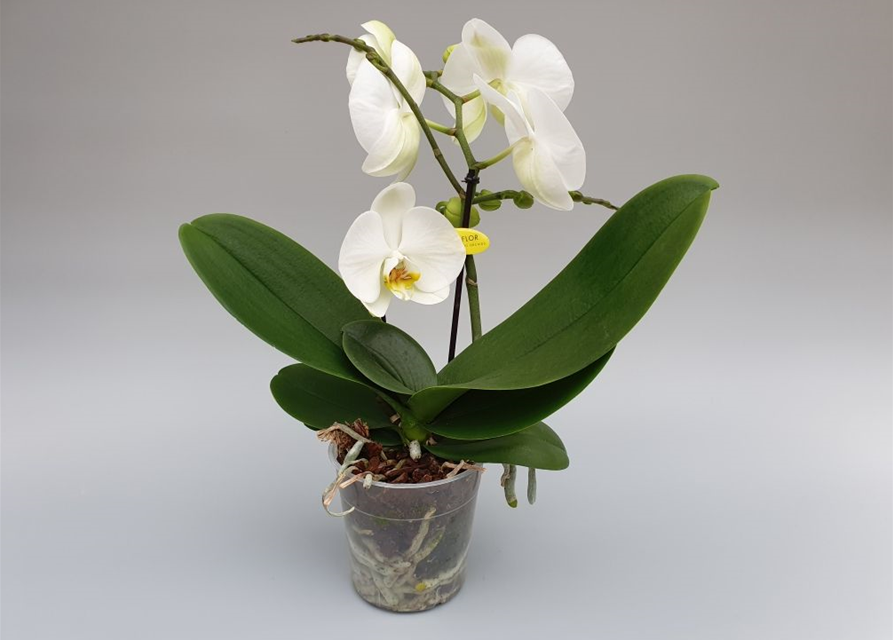 Phalaenopsis Optiflor Tablo