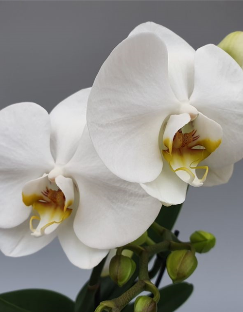 Phalaenopsis Optiflor Tablo