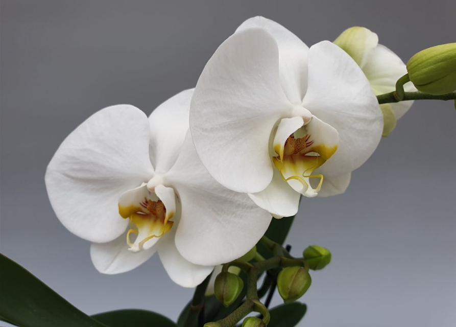 Phalaenopsis Optiflor Tablo