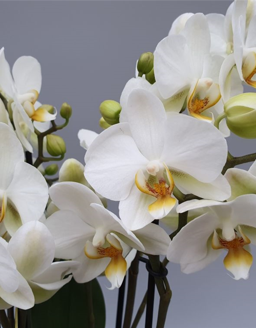 Phalaenopsis Optiflor Boquetto Beauty