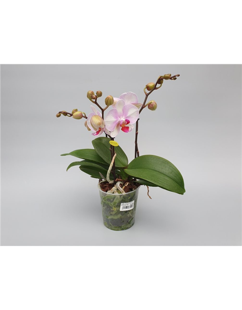 Phalaenopsis MyMonro Make Up 3-R T12