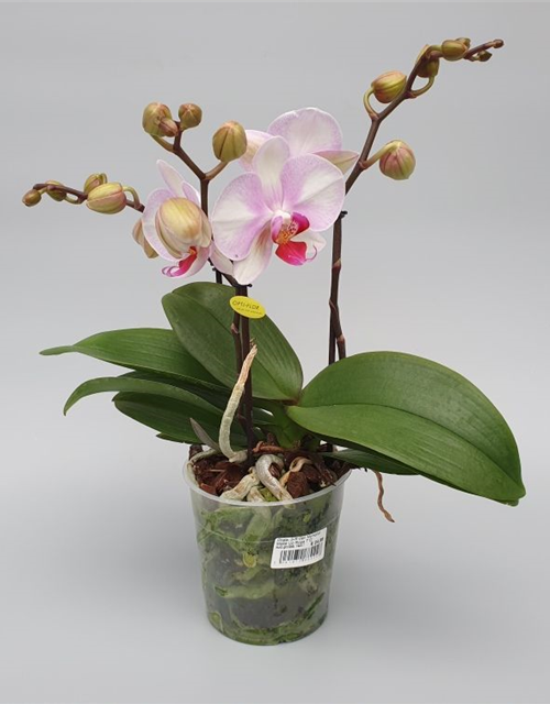 Phalaenopsis Optiflor Mymonro Make Up