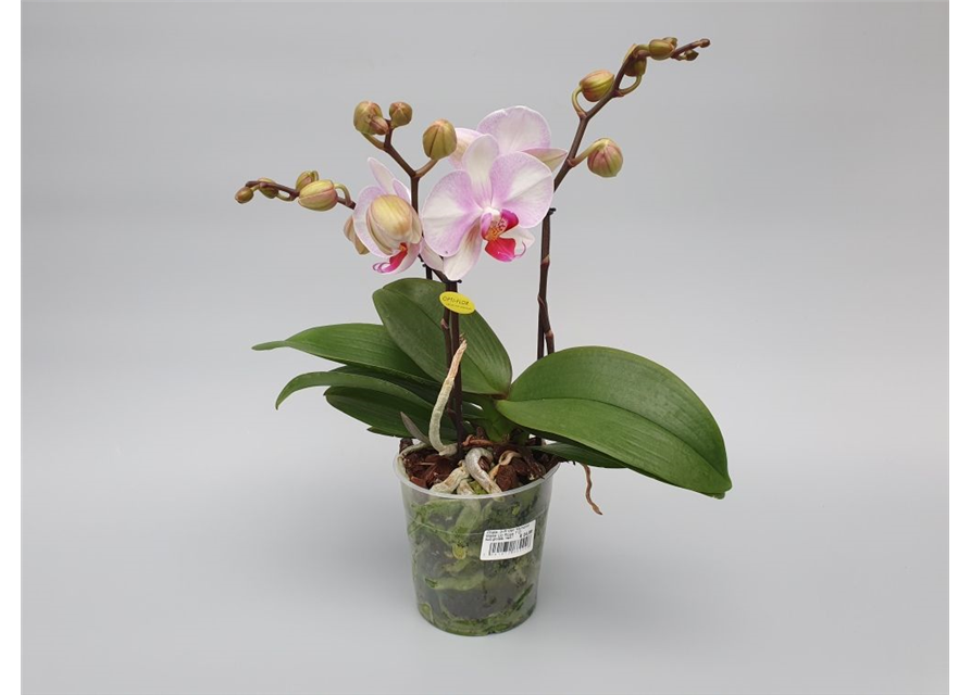 Phalaenopsis MyMonro Make Up 3-R T12