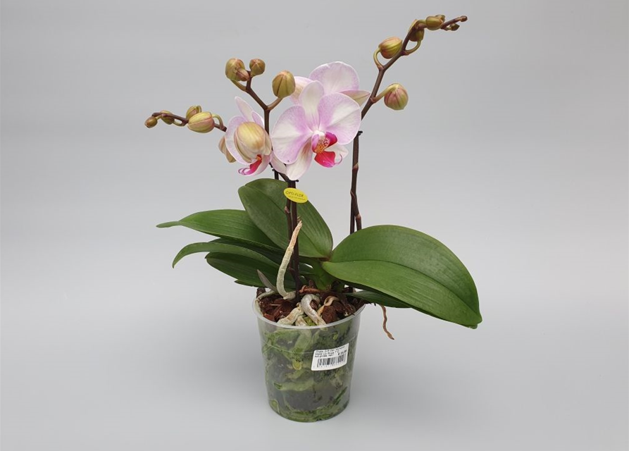 Phalaenopsis Optiflor Mymonro Make Up