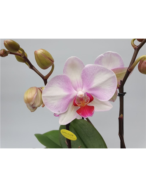 Phalaenopsis MyMonro Make Up 3-R T12