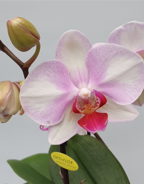 Phalaenopsis Optiflor Mymonro Make Up