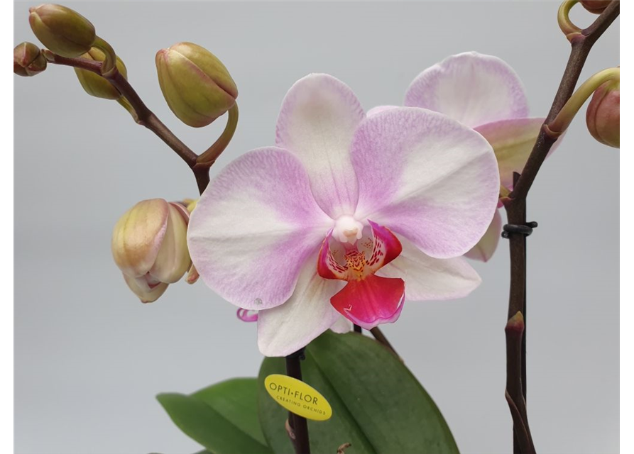 Phalaenopsis MyMonro Make Up 3-R T12