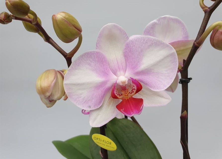 Phalaenopsis Optiflor Mymonro Make Up