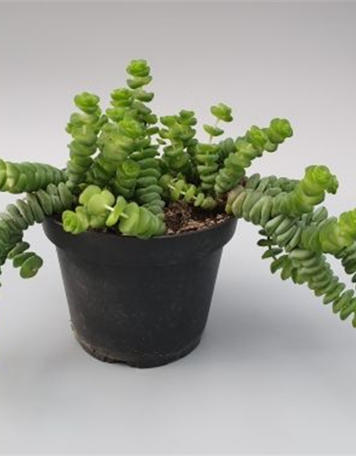 Crassula marnieriana