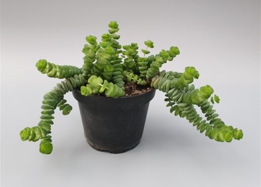 Crassula marnieriana