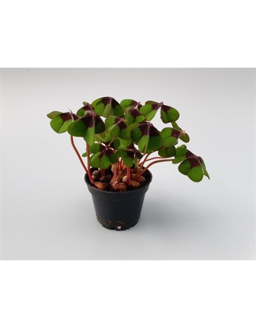 Oxalis deppei Mini T6