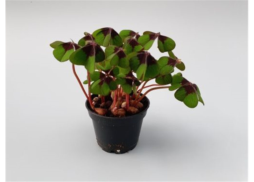 Oxalis deppei Mini T6