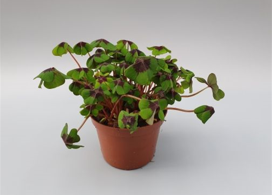 Oxalis deppei