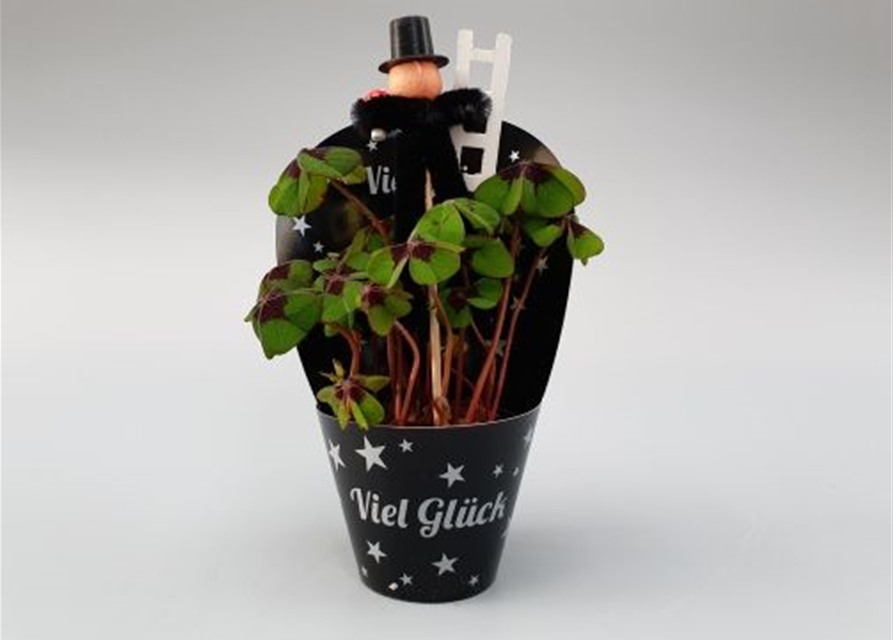 Oxalis deppei mit Schornsteinfeger und Pot-Cover